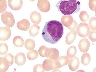 细胞里吃瓜的视频,微观视角下的生命奇观