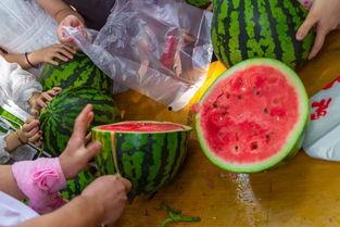 细胞里吃瓜的视频,微观视角下的生命奇观