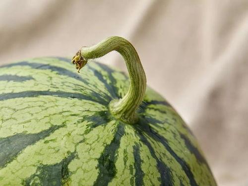 上海吃瓜文化,揭秘沪上独特的社交文化现象