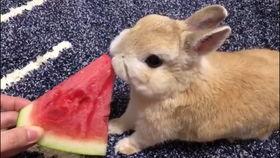 兔哥吃瓜,揭秘娱乐圈那些不为人知的幕后故事