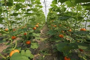 垂直吃瓜,揭秘娱乐圈的幕后故事