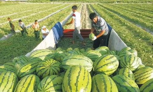瓜哥吃瓜拍照图片视频