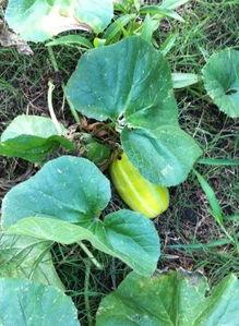 花儿组吃瓜,揭秘娱乐圈幕后故事