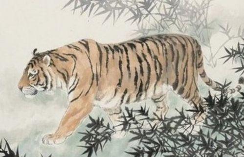 虎财吃瓜小说,揭秘娱乐圈背后的秘密与风云