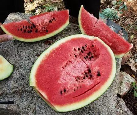 刑台吃瓜中毒,吃瓜中毒事件背后的食品安全警钟