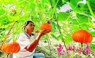 惠州博罗吃瓜事件,一场网络热议背后的真相探寻