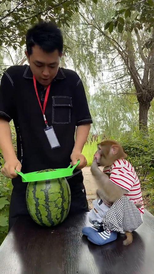 吃西瓜小猴吃鸡瓜,鸡瓜引发的趣味生活