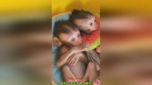 吃西瓜小猴吃鸡瓜,鸡瓜引发的趣味生活