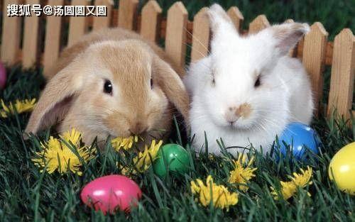 吃瓜兔子解肖,揭秘娱乐圈背后的故事