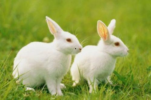 吃瓜兔子解肖,揭秘娱乐圈背后的故事