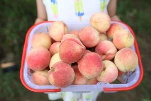 吃瓜大乐滋,揭秘瓜界美食传奇  第3张