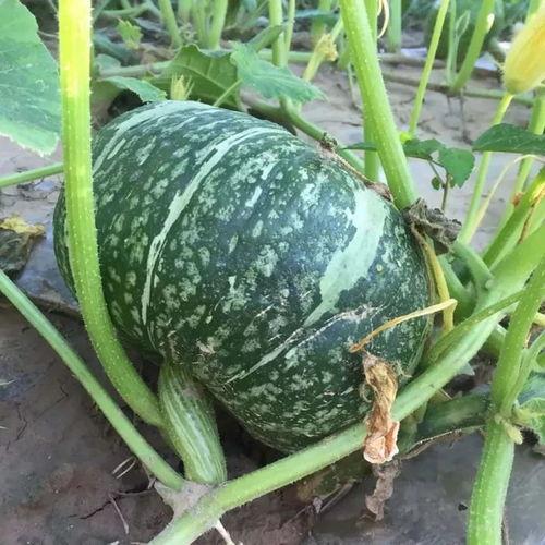 小孩真人吃瓜头像,捕捉孩子纯真瞬间  第2张