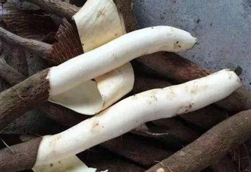 农民吃蜜瓜喂羊  第1张