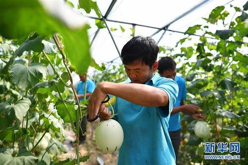 农民吃蜜瓜喂羊  第2张