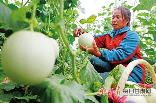 农民吃蜜瓜喂羊  第3张