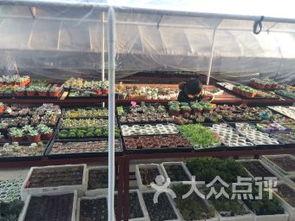 杭州花店吃瓜,一场意外的吃瓜盛宴  第1张