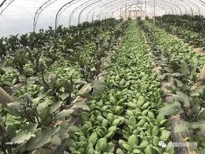 河溪镇吃瓜,瓜香四溢，品味乡村田园生活  第3张