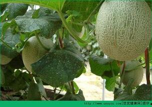 吃哈密瓜增肥吗,揭秘水果中的“增肥神器”  第3张