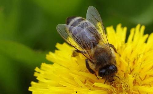 吃瓜菜的蜜蜂,揭秘吃瓜菜的秘密生活  第1张