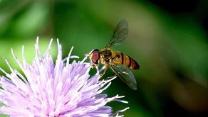 吃瓜菜的蜜蜂,揭秘吃瓜菜的秘密生活  第2张