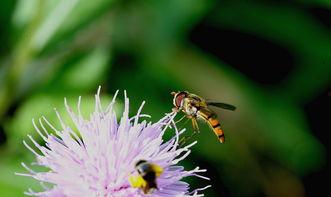 吃瓜菜的蜜蜂,揭秘吃瓜菜的秘密生活  第3张