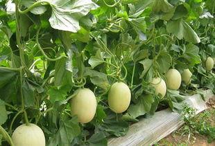 翔瓜怎么吃  第1张