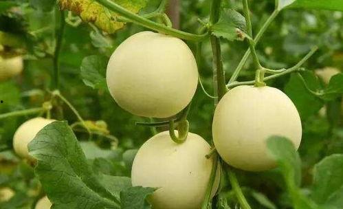 翔瓜怎么吃  第2张