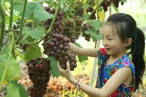 翔瓜怎么吃  第3张