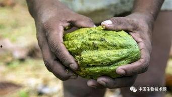 厄瓜多尔人吃白瓜,白瓜的独特魅力  第2张