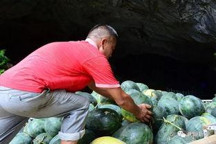 湖南郴州笑着吃瓜,瓜田里的欢乐时光  第1张
