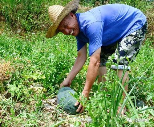 湖南郴州笑着吃瓜,瓜田里的欢乐时光  第2张