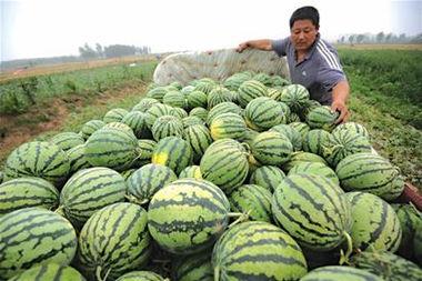 卖瓜吃瓜人  第3张