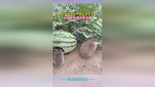 田小瓜怎么吃  第2张