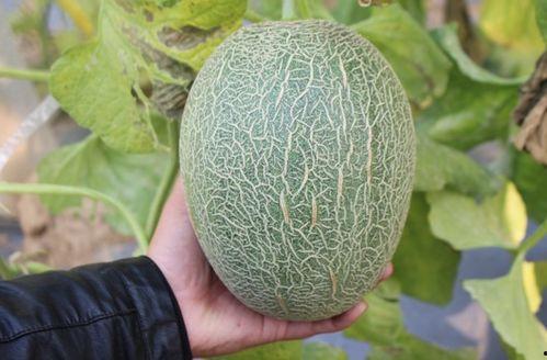 田小瓜怎么吃  第3张