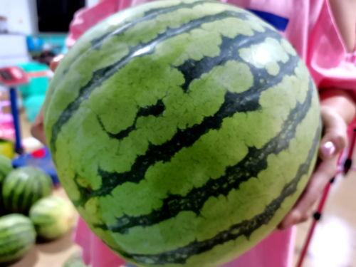 西瓜比赛吃瓜技巧,轻松夺冠的吃瓜技巧全解析  第3张