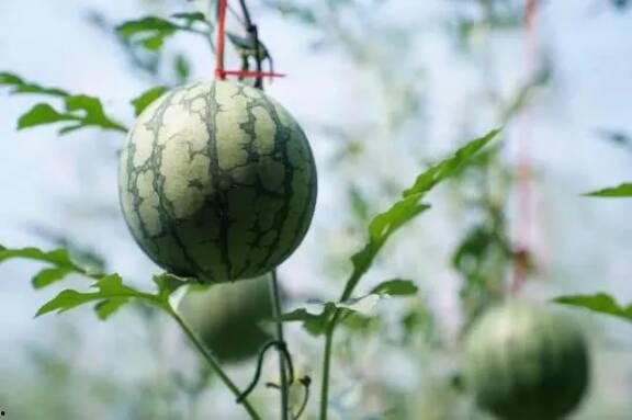 山东卖楼吃瓜  第3张