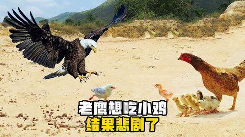 老鹰吃小鸡吃瓜图片搞笑  第1张