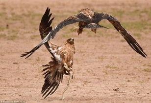 老鹰吃小鸡吃瓜图片搞笑  第2张