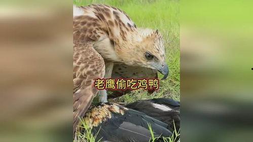 老鹰吃小鸡吃瓜图片搞笑  第3张