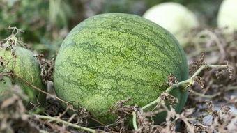 兰州吃瓜网站,揭秘兰州美食背后的故事与趣闻  第1张