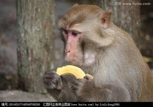 猴子吃椰瓜,森林中的美味邂逅