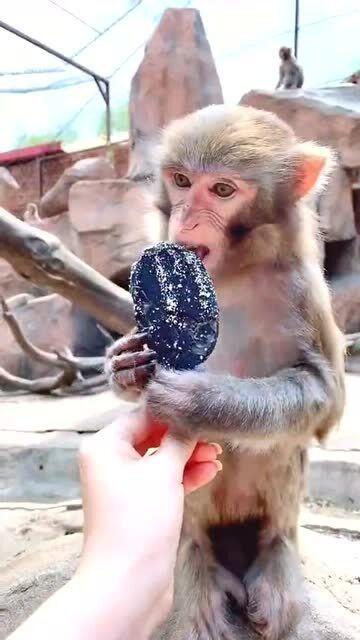 猴子吃椰瓜,森林中的美味邂逅