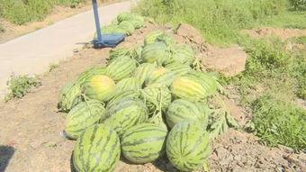 400页吃瓜,娱乐圈幕后真相全解析