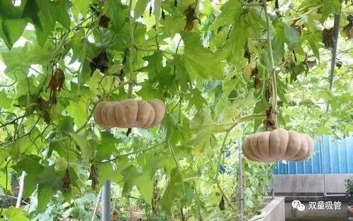 吃瓜企业版,洞察行业热点，轻松掌握商业动态