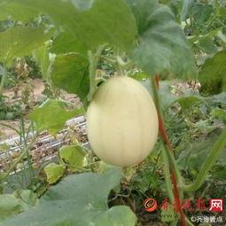 吃梨瓜的文案短句,尽享夏日清凉