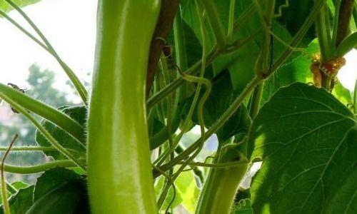 咳嗽瓠瓜可以吃吗,瓠瓜能否成为食疗佳选？