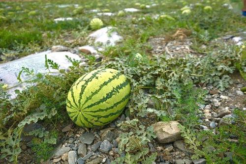 吃瓜刚摘的新瓜图片真实  第2张