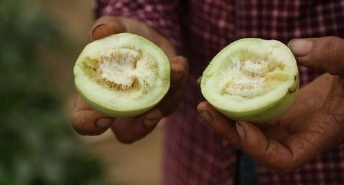 莱西吃瓜动态  第2张