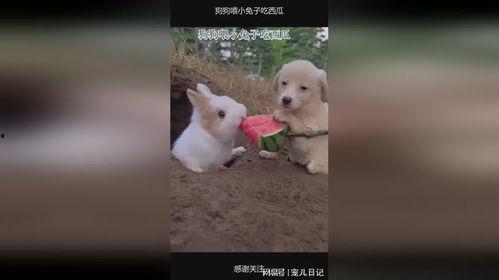 兔兔可以吃的瓜,盘点适合兔子的各种瓜类美味  第2张