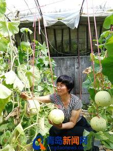 即墨吃瓜大队,揭秘当地独特的美食文化现象